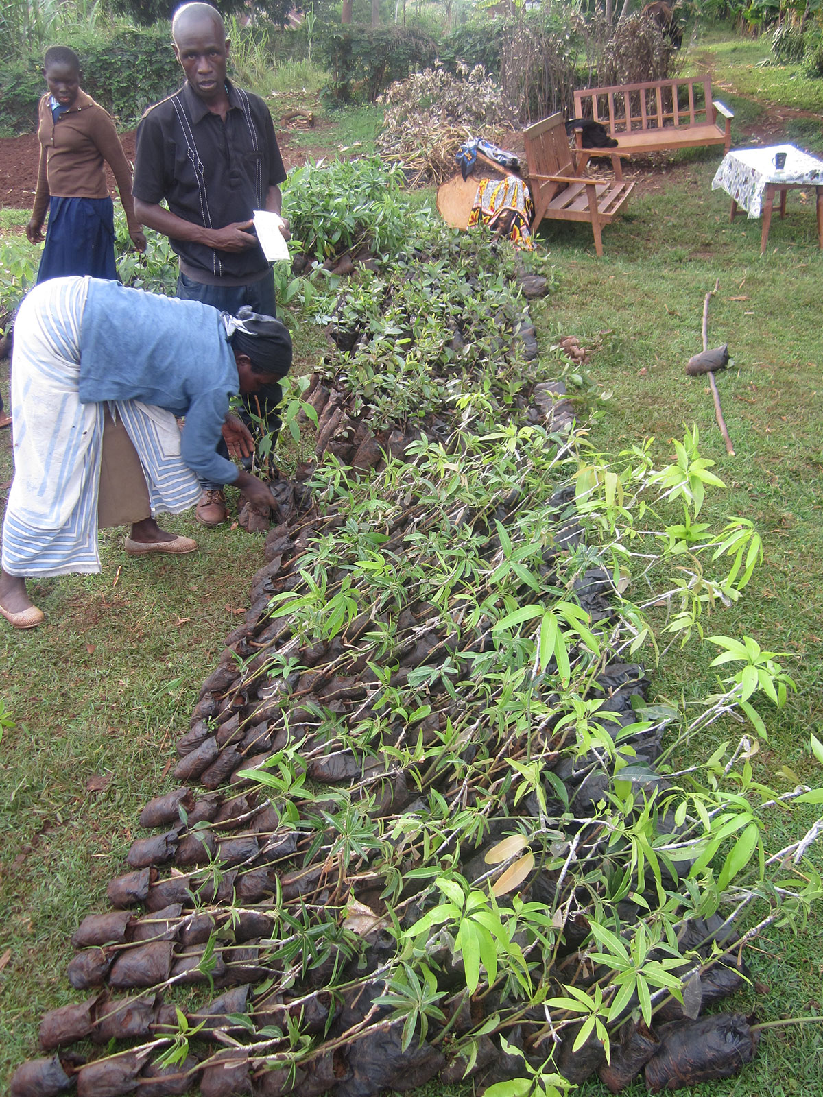iniziative adozione piante treedom