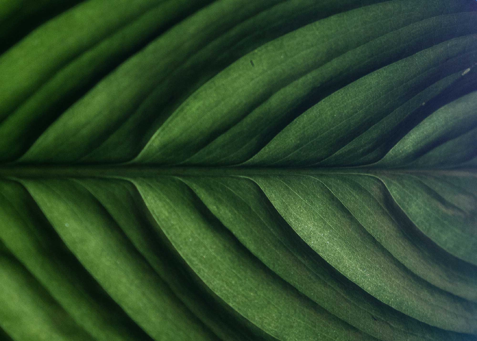 biomimicry biomimetica