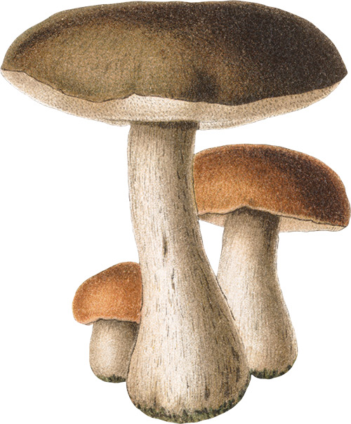 Honest Grocer - Illustrazione funghi
